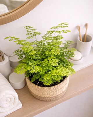 Maidenhair Fern