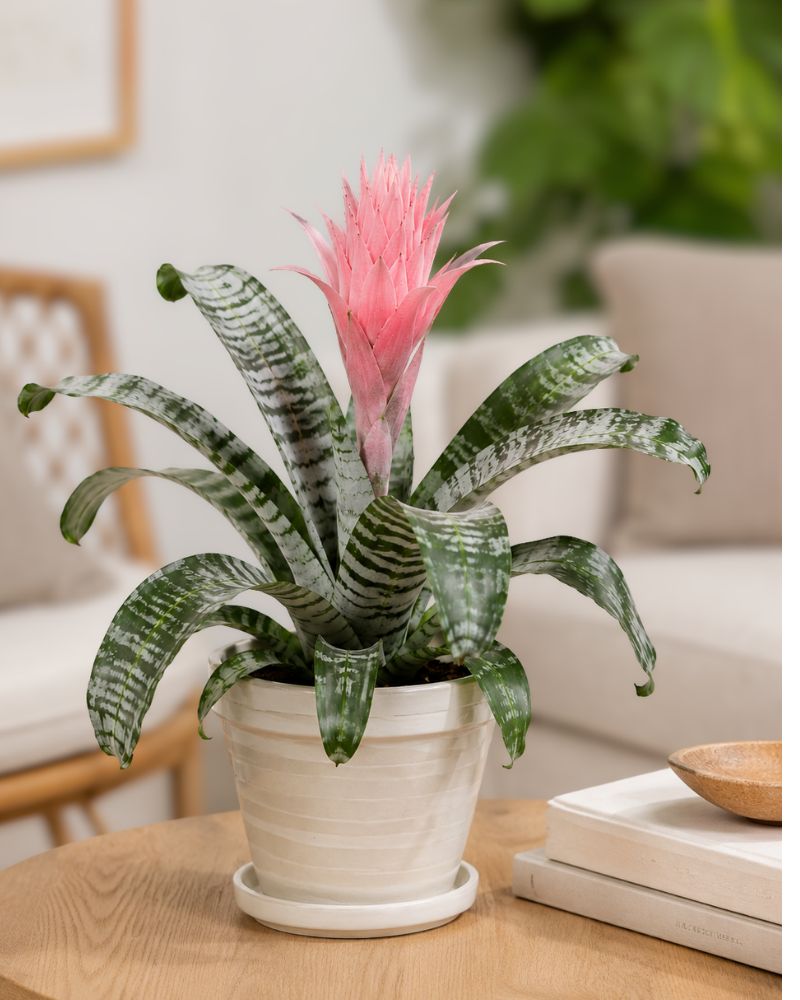 Silver Vase Plant
