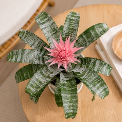 Silver Vase Plant