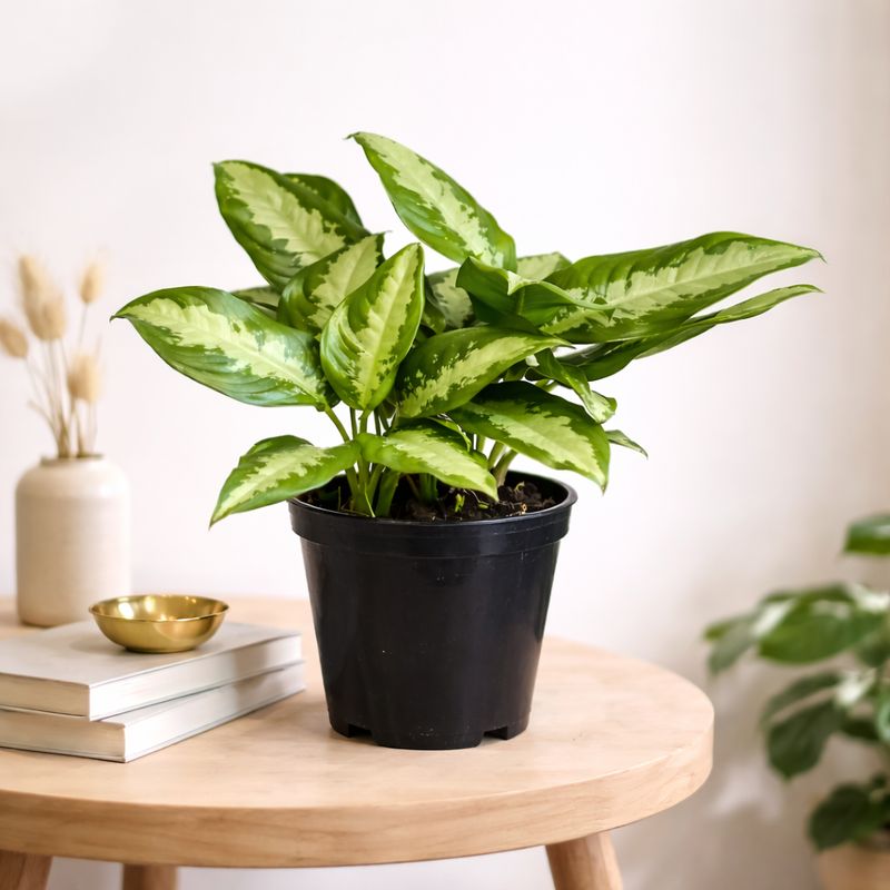 Chinese Evergreen - Pattaya Beauty Small Chinese Evergreen - Pattaya Beauty Small