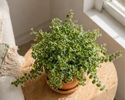 Creeping Fig
