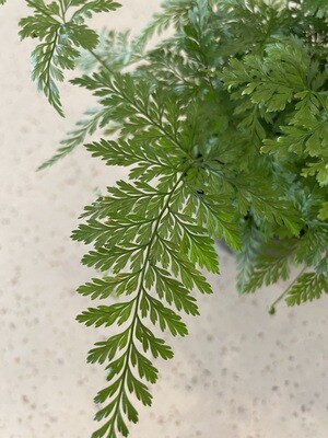 Rabbits Foot Fern