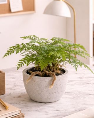 Rabbits Foot Fern