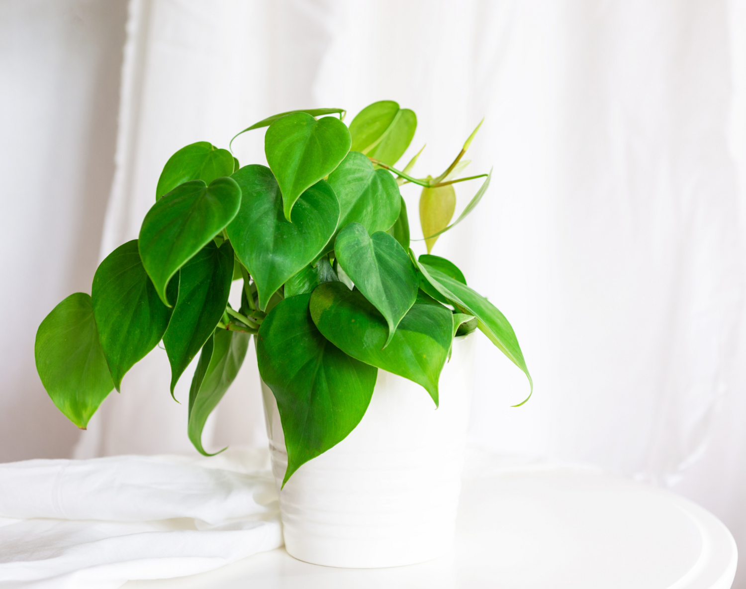 Sweetheart Philodendron