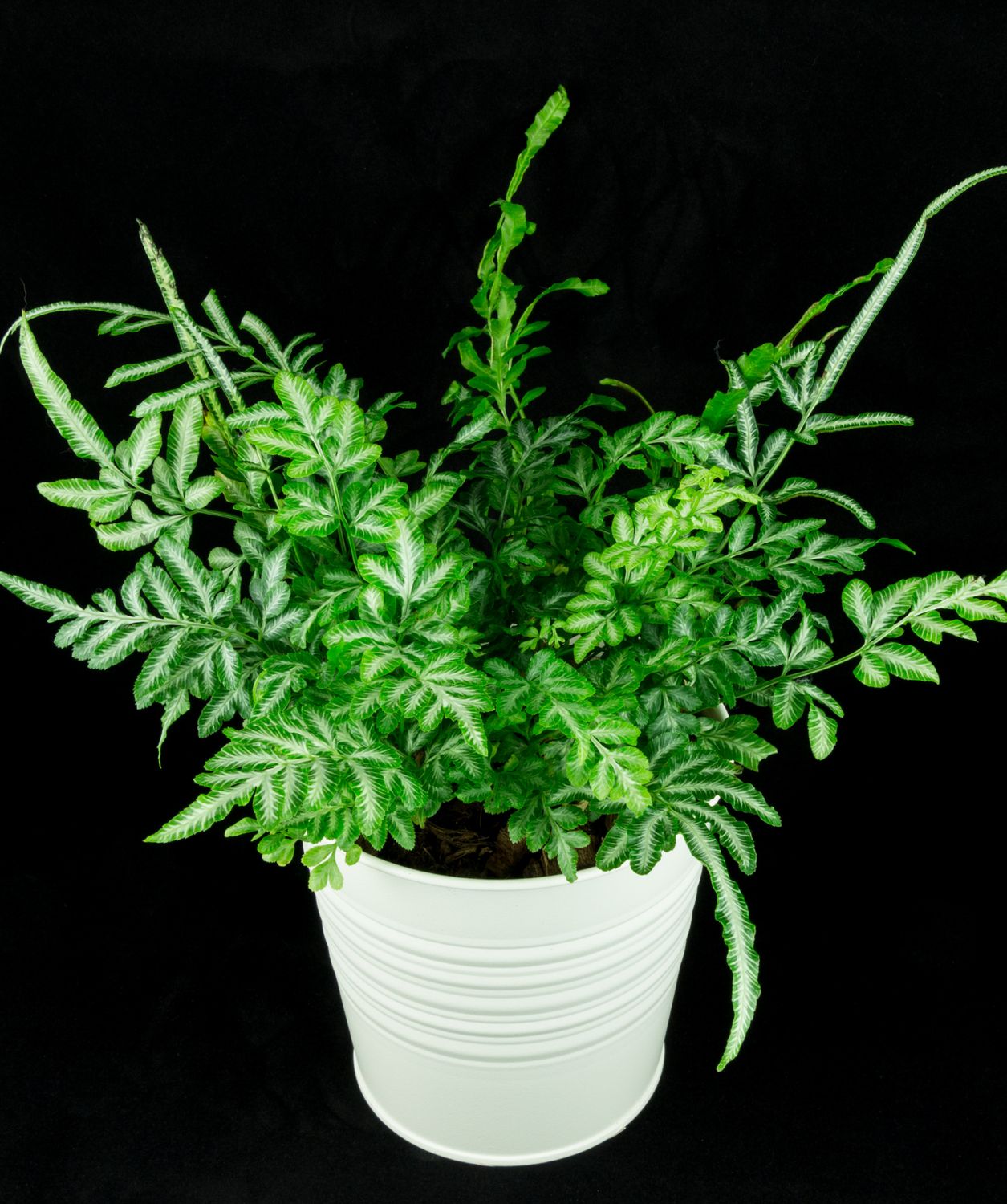 Silver Lace Fern Silver Lace Fern