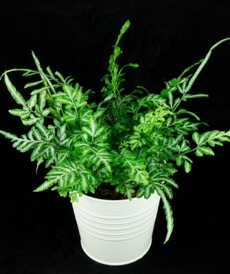 Silver Lace Fern Silver Lace Fern