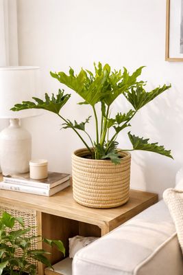 Lace leaf Philodendron Lace leaf Philodendron