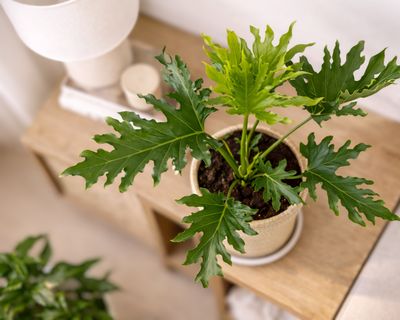 Lace leaf Philodendron