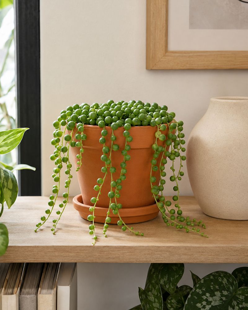 String of Beads