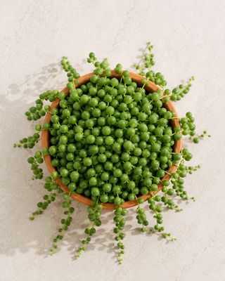 String of Beads