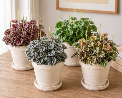 Ripple peperomia