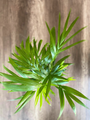 Bamboo Palm Medium