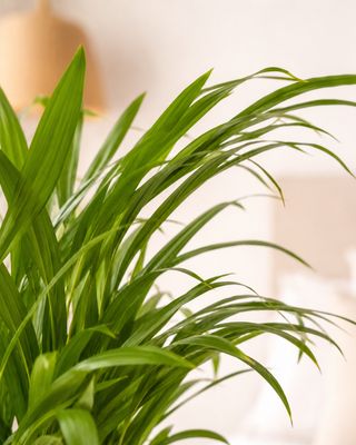 Bamboo Palm Medium