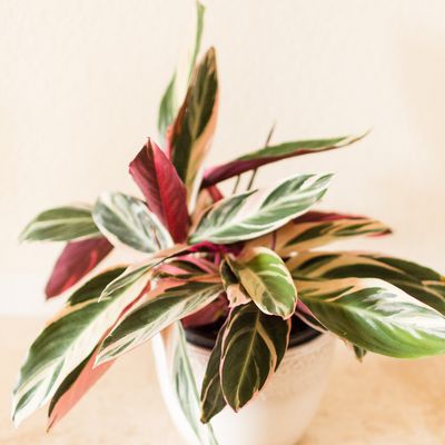 Triostar Stromanthe Triostar Stromanthe