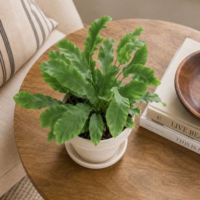 Blue Star Fern