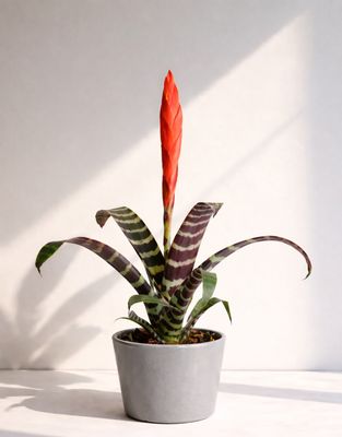 Flaming Sword Flaming Sword