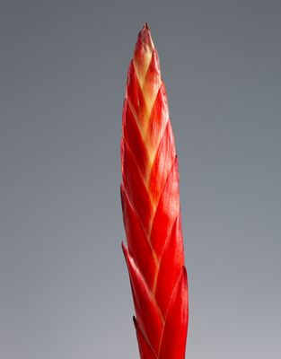 Flaming Sword
