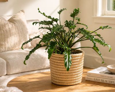 Philodendron - Xanadu