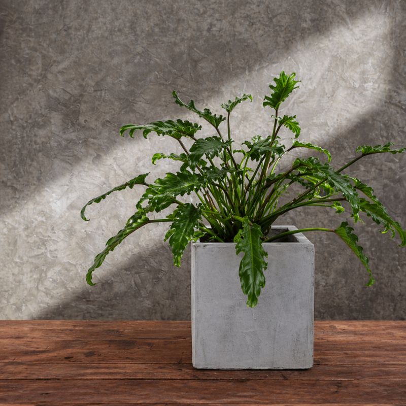 Philodendron - Xanadu
