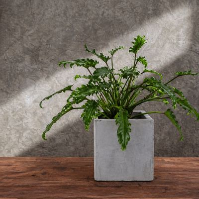 Philodendron - Xanadu