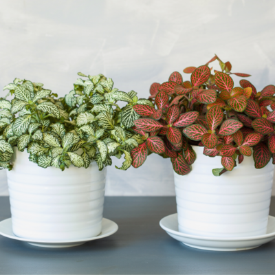 Mosaic Plant