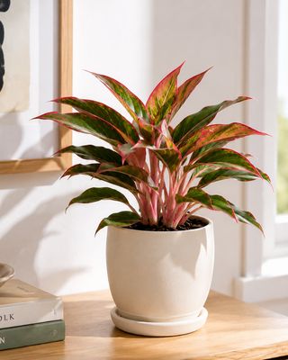 Chinese Evergreen - King of Siam