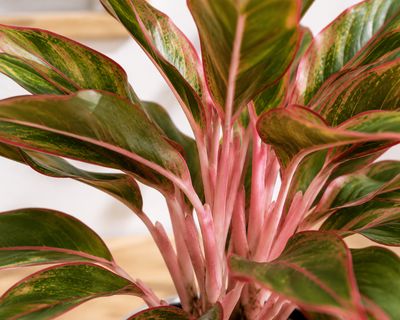 Chinese Evergreen - King of Siam
