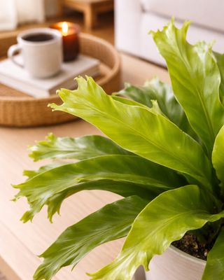 Bird's Nest Fern 'Crissie'