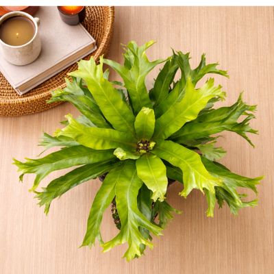 Bird's Nest Fern 'Crissie'