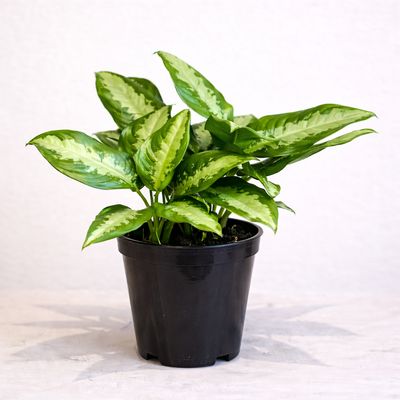 Low Light Plant Combo