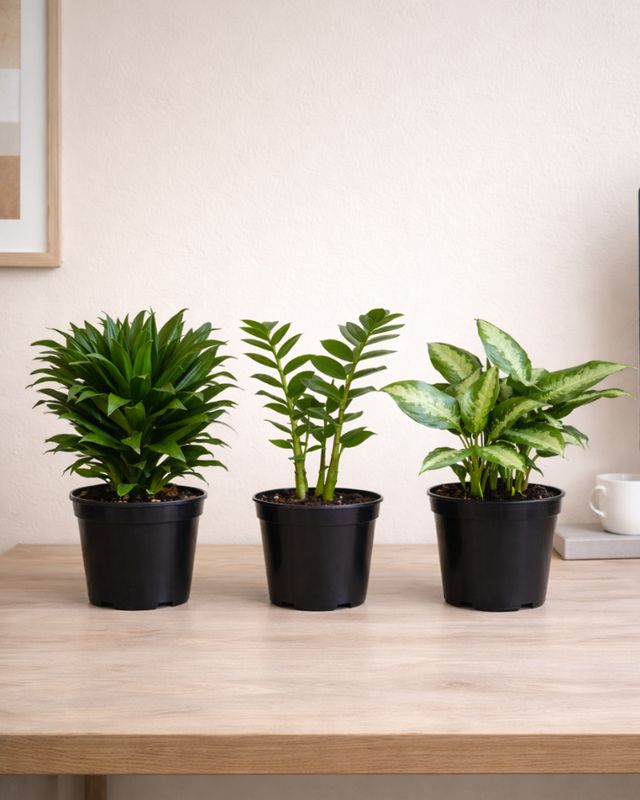 Low Light Plant Combo