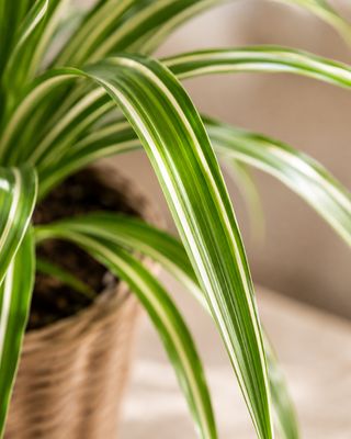 White stripe Dracaena