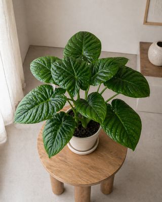 Red Elephant Ear