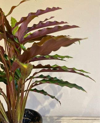 Furry Feather Prayer Plant