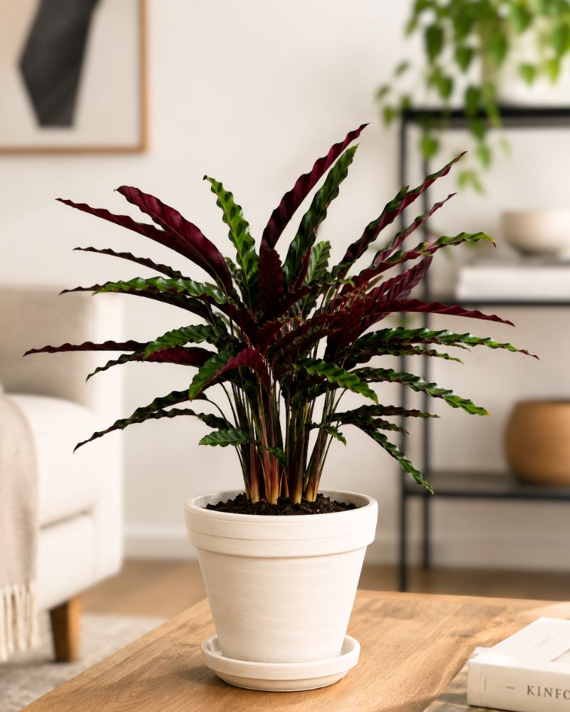 Furry Feather Prayer Plant Furry Feather Prayer Plant