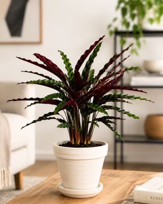 Furry Feather Prayer Plant Furry Feather Prayer Plant
