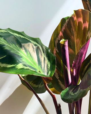 Rose Painted Prayer Plant
