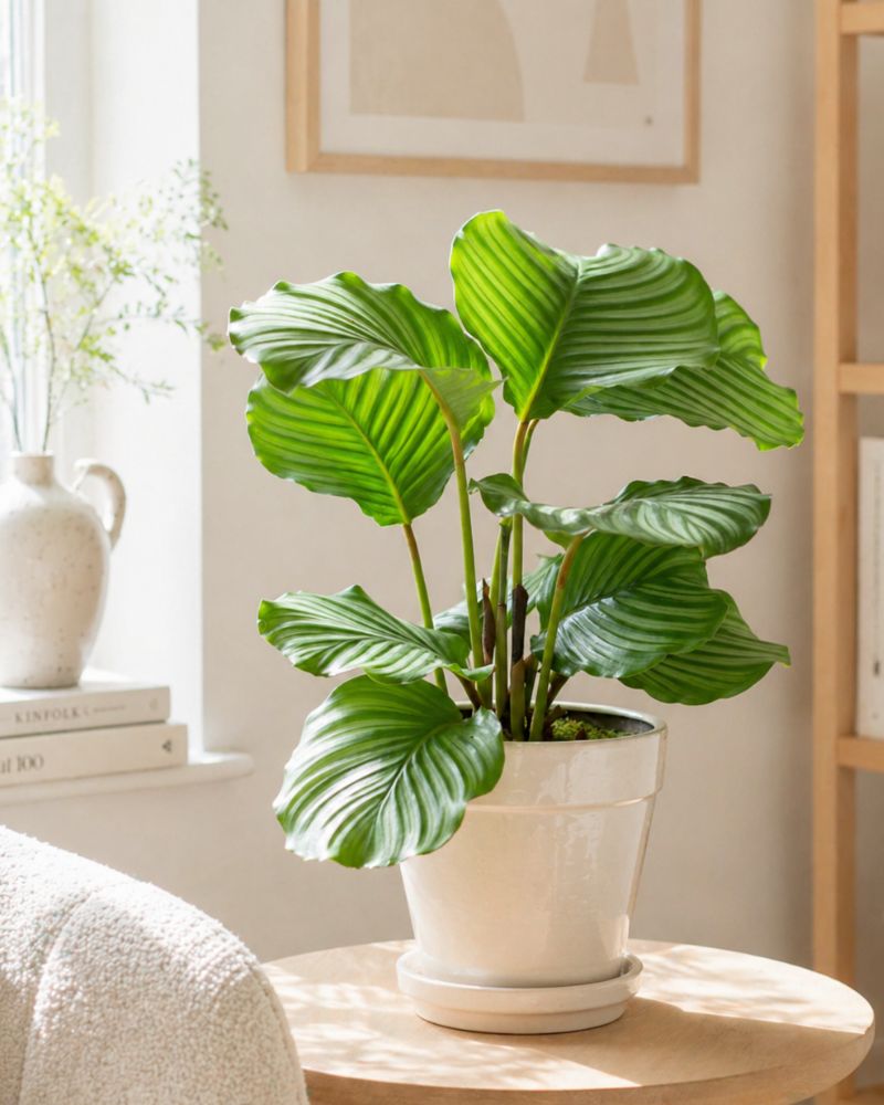 Round Leaf Prayer Plant