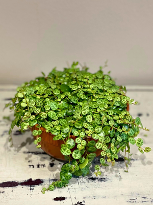 String of Turtles