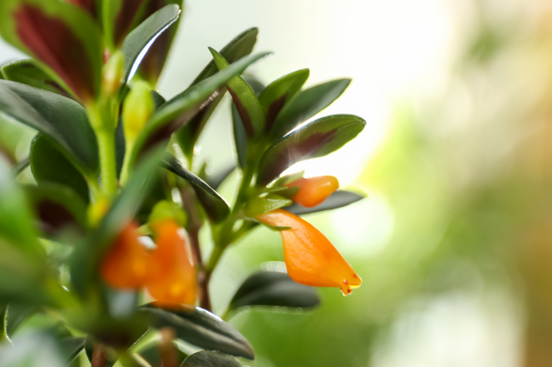 Goldfish Plant