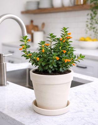 Goldfish Plant