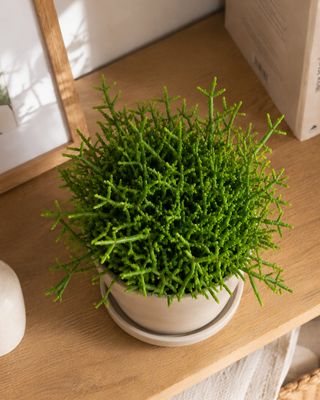Rice Cactus