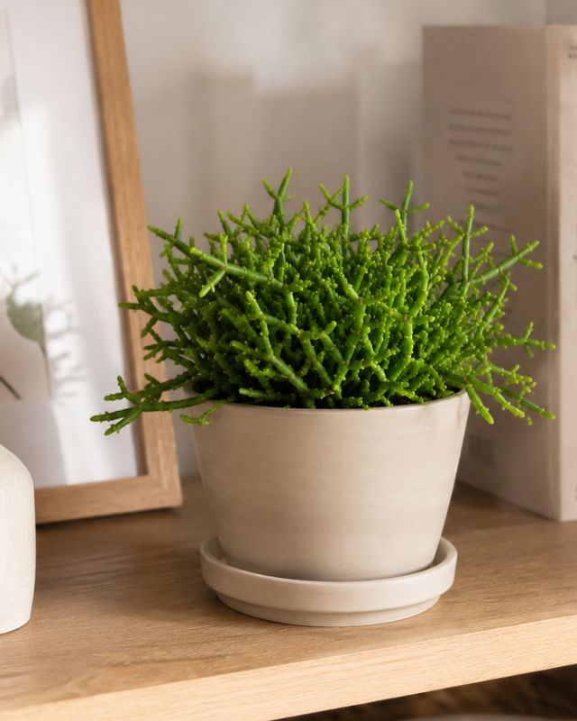 Rice Cactus