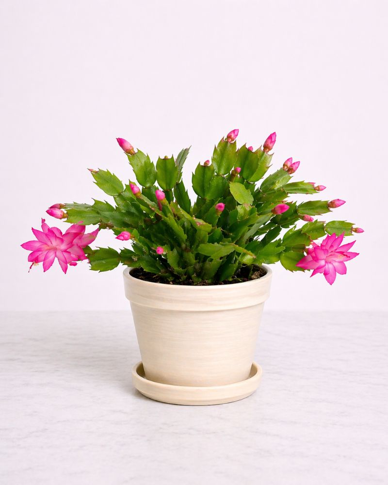 Zygo Cactus