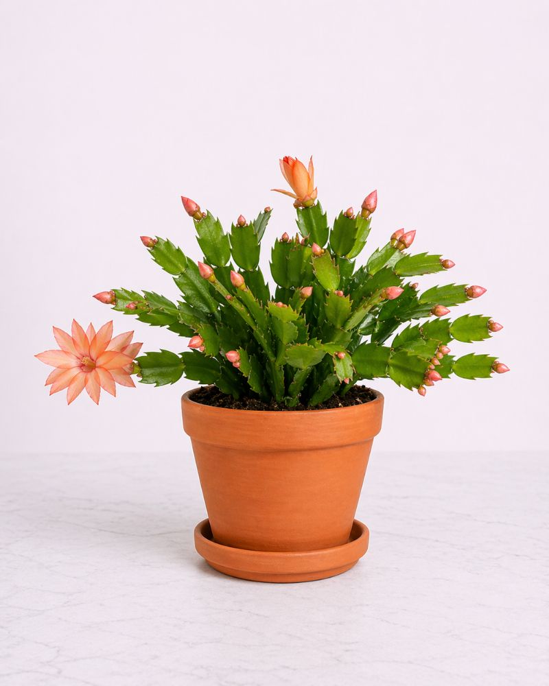 Zygo Cactus