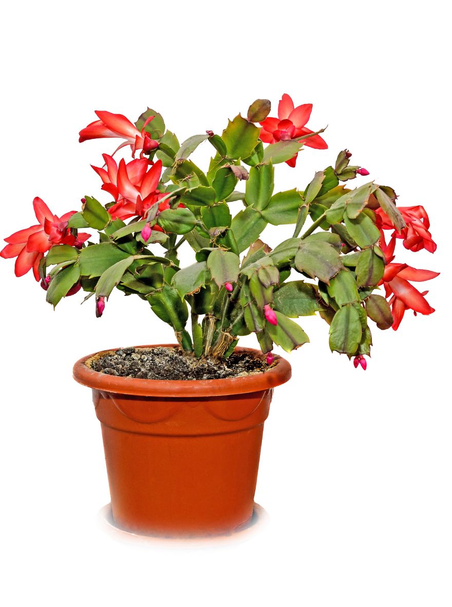 Zygo Cactus