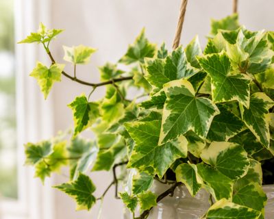 Wax Ivy