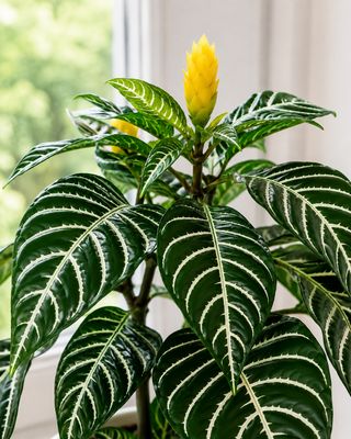 Zebra Plant