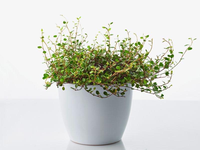 Angel Wire Vine