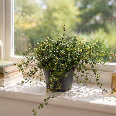 Angel Wire Vine